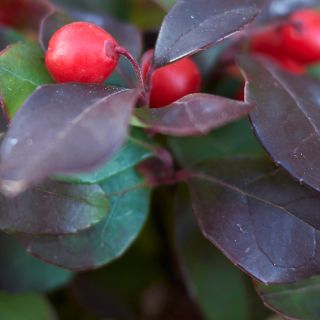 Artiglio del Diavolo